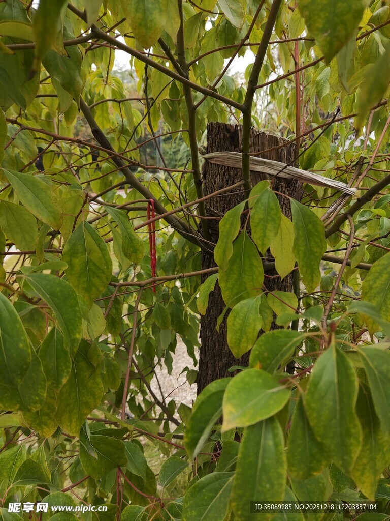 树上信箱被绿叶环绕