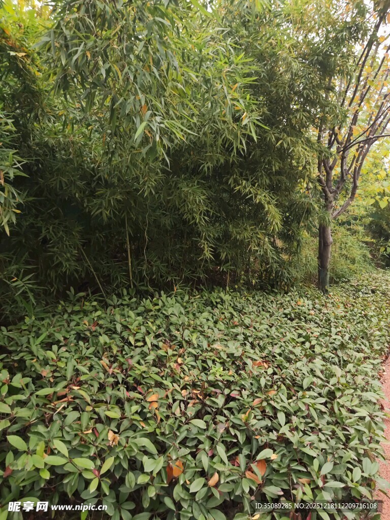 林间繁茂绿植景观