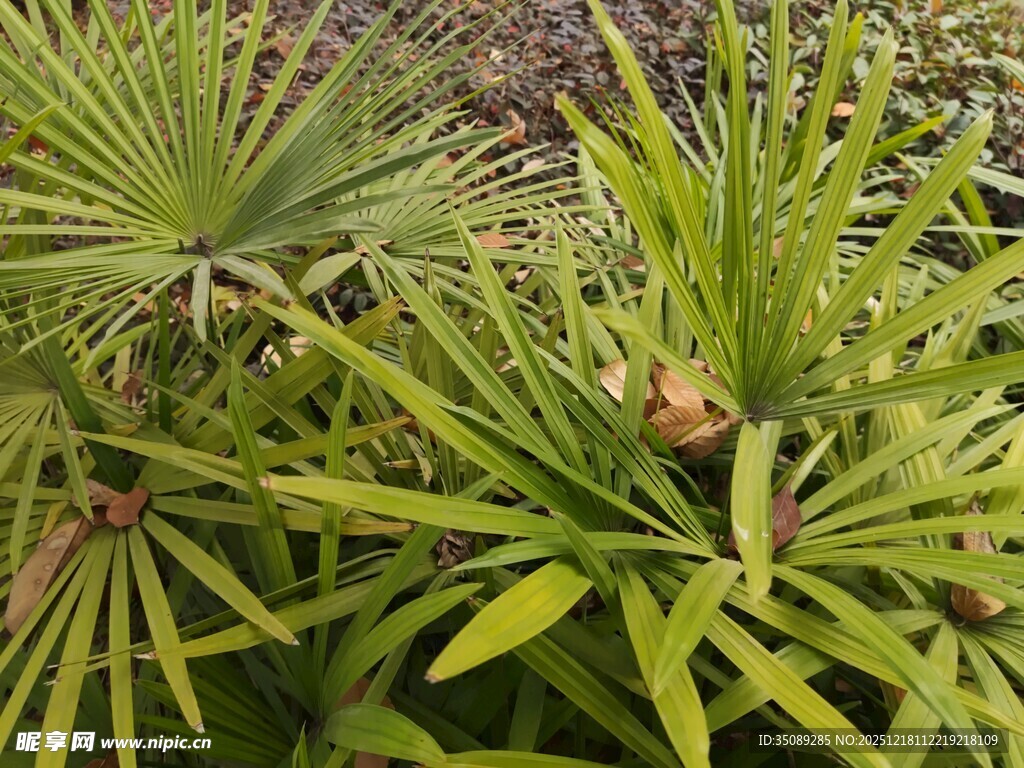 翠绿蒲葵植物特写