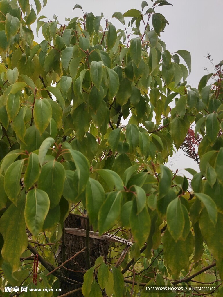 绿叶繁茂的树木景象