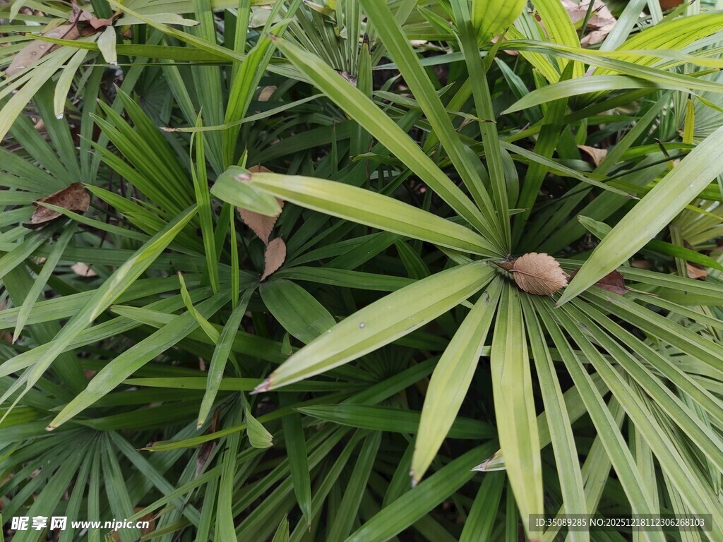 翠绿棕桐植物特写