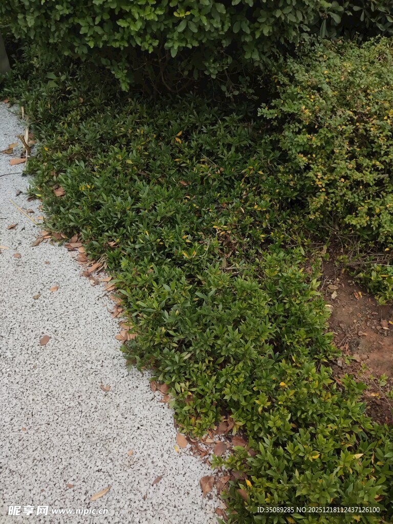 路边绿植与碎石景观