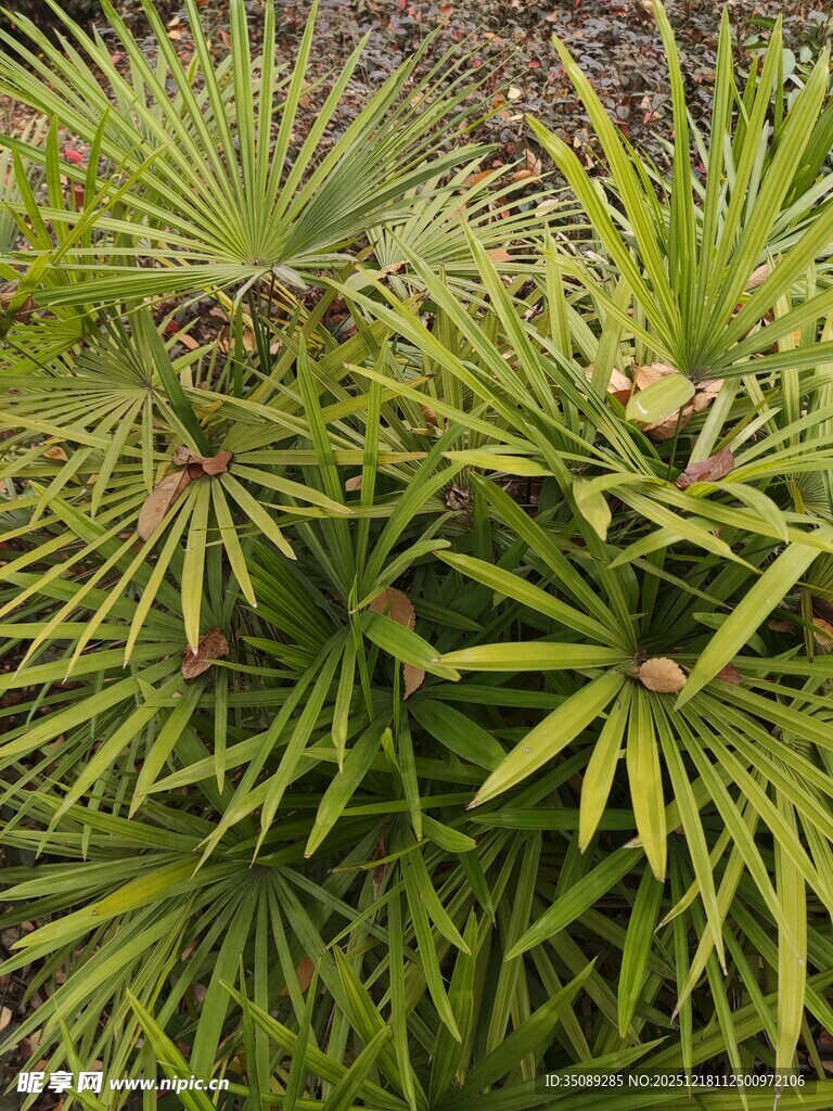 翠绿蒲葵植物特写