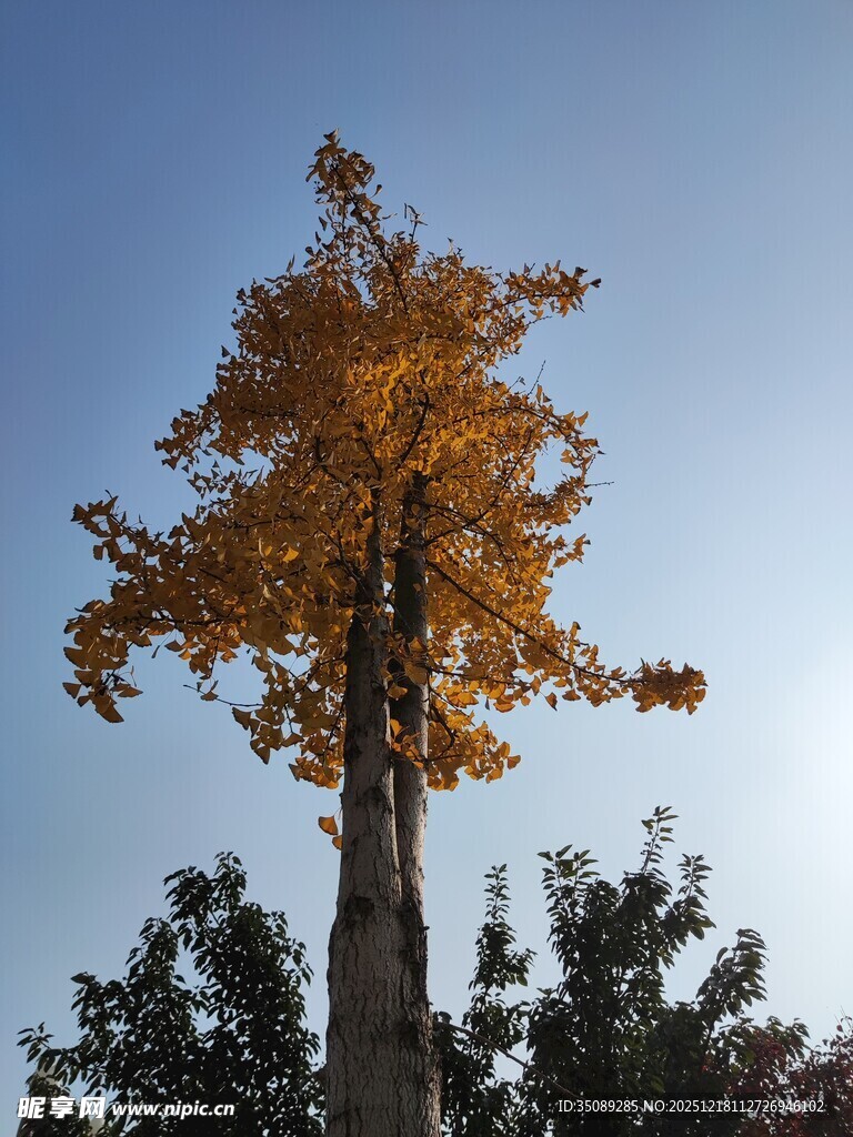 秋日金黄银杏树