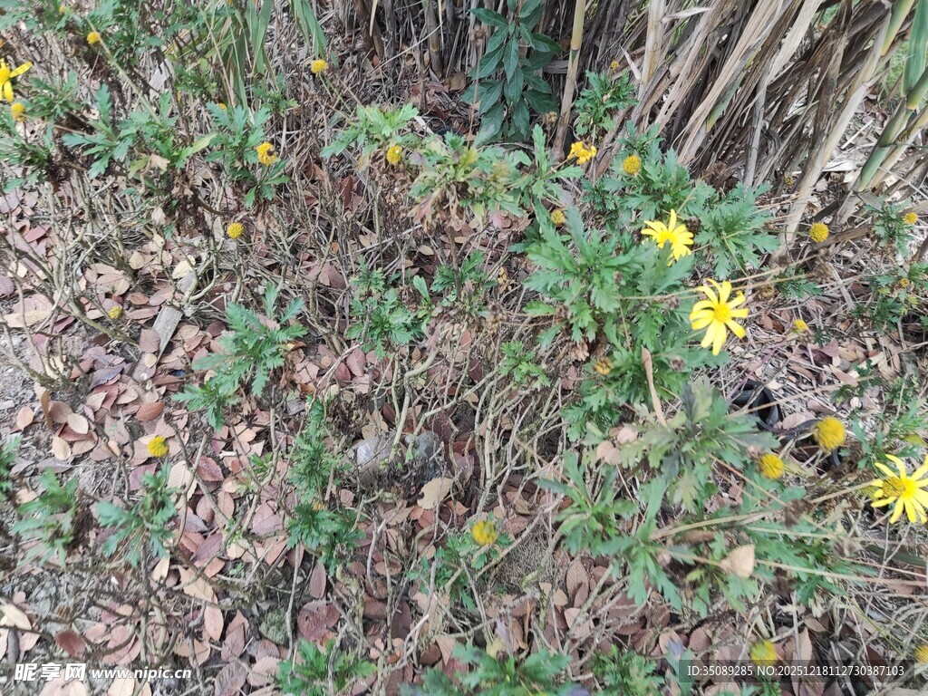 林间绽放的黄色小花