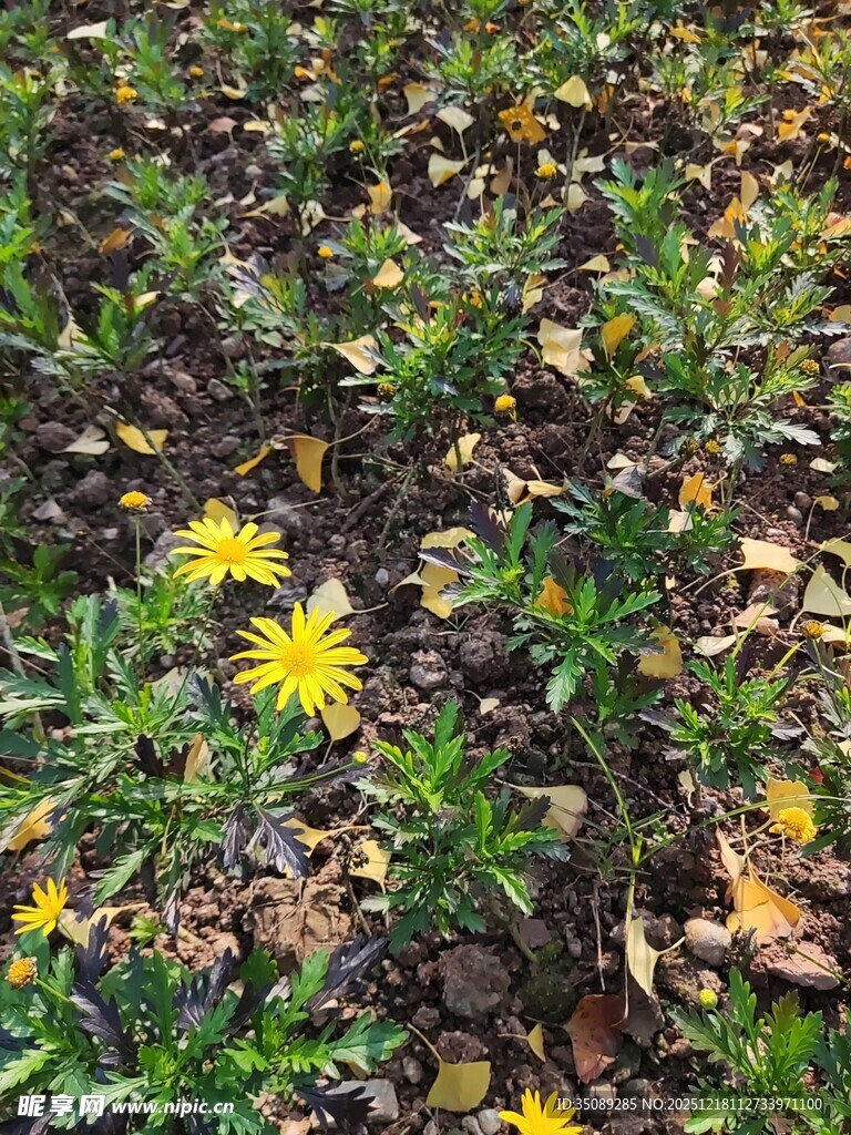 黄色小花绽放于绿植间