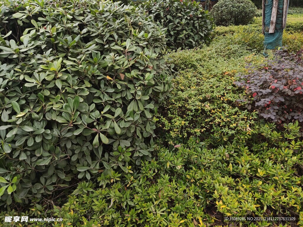 多彩绿植景观