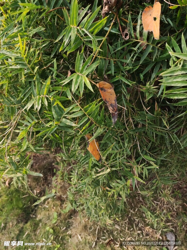 绿叶间的棕色枯叶