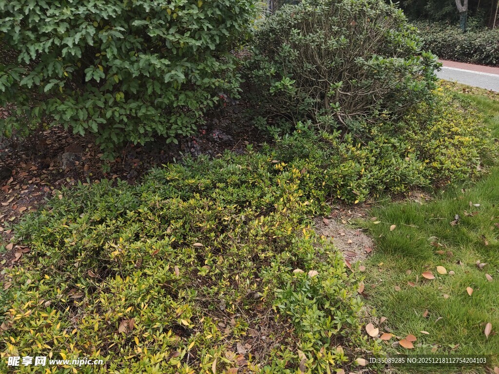 绿意盎然的户外植物景观