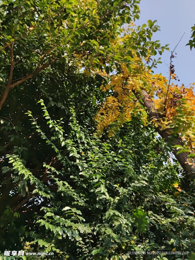 繁茂绿树间的斑斓色彩