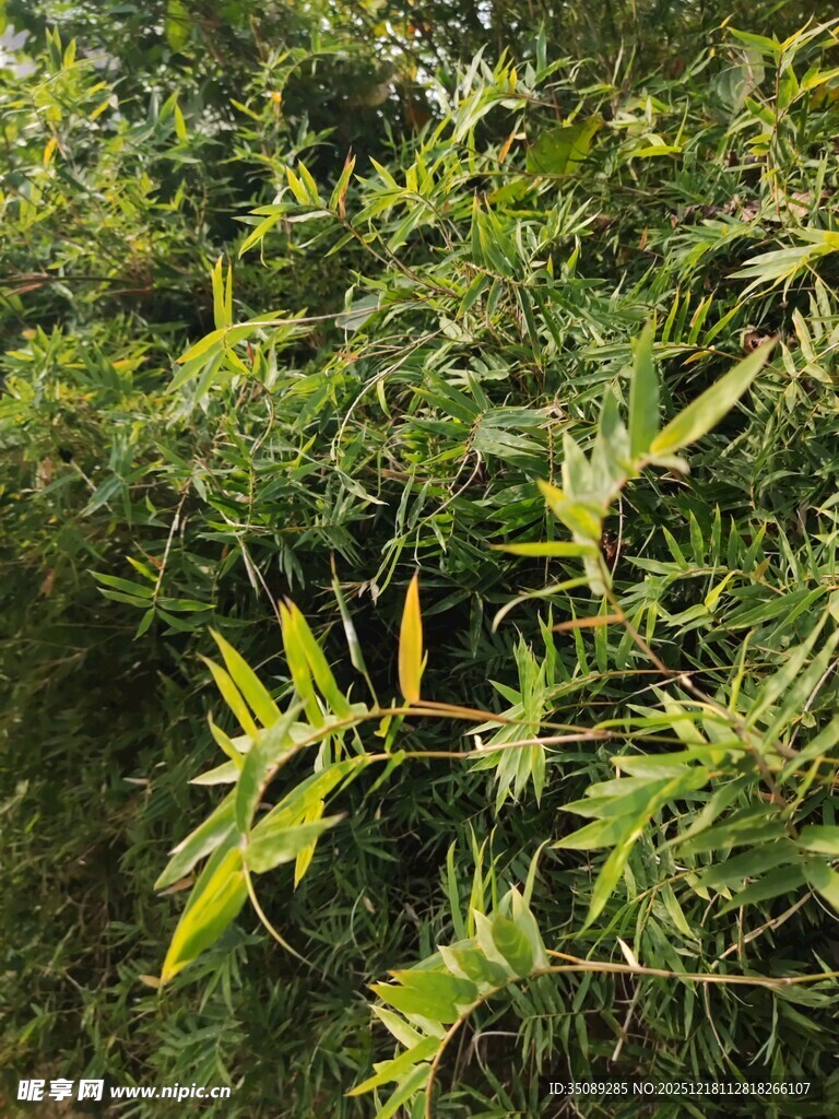 翠绿竹林中的鲜嫩竹叶