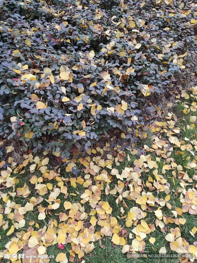 落叶铺地的秋日景致