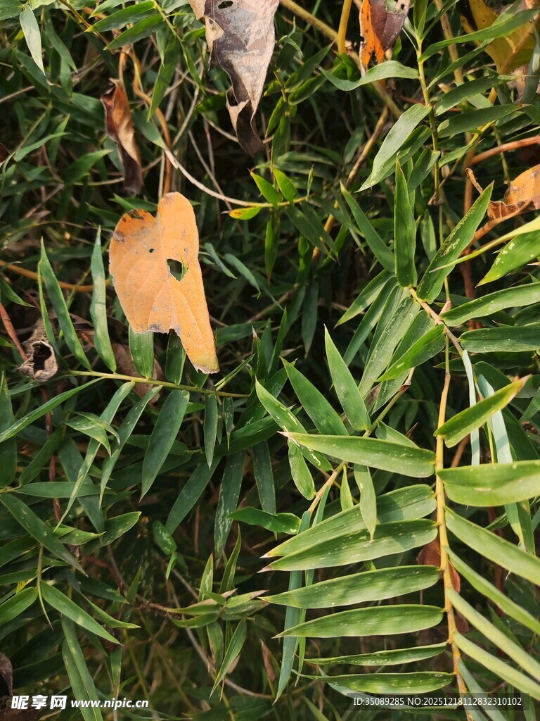 翠绿枝叶间的枯黄叶片