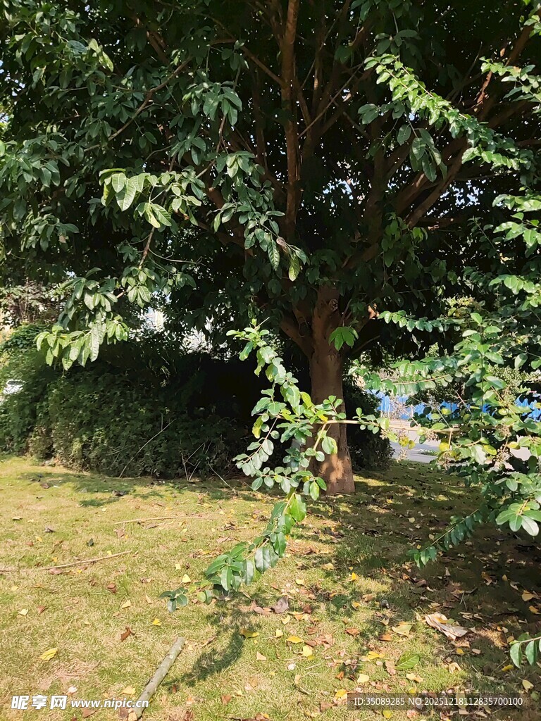 绿荫下的自然景致