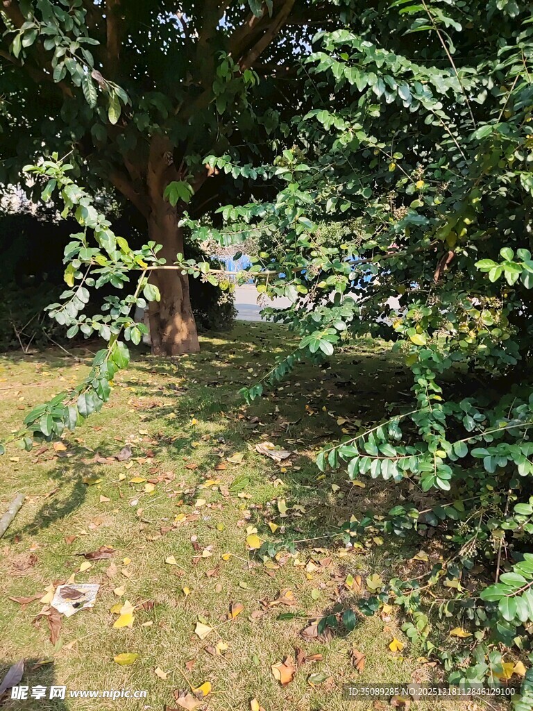 绿荫下的静谧户外景致