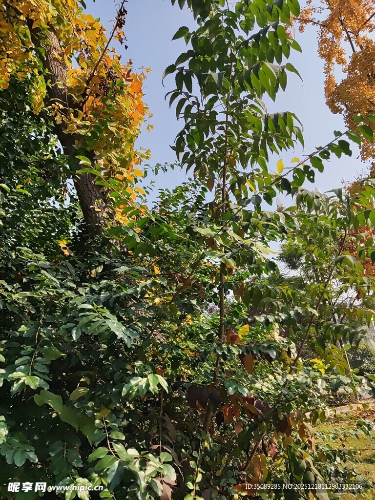 秋日斑斓树林景象