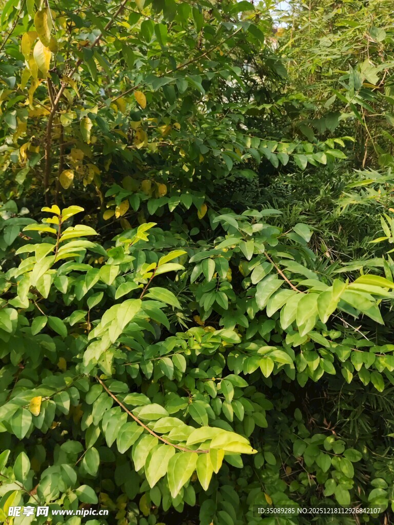 茂密绿植展现自然生机