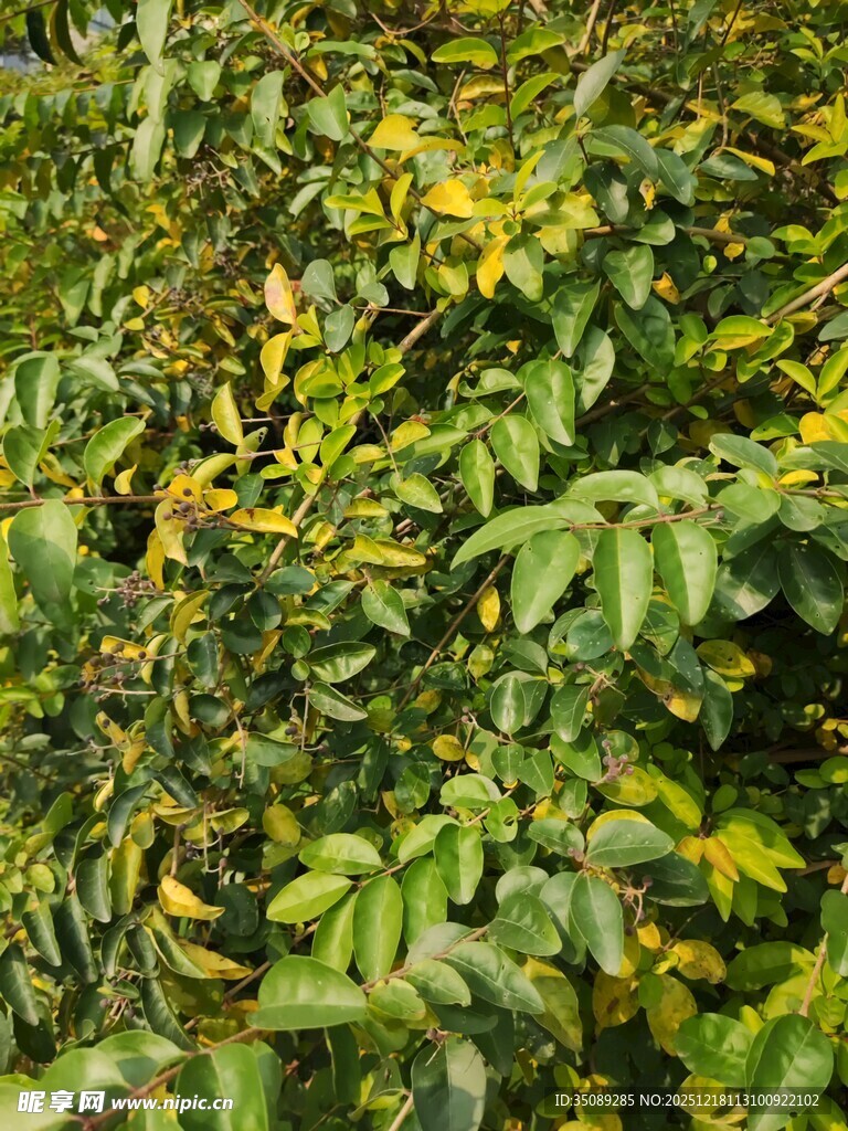 绿叶黄花交织的植物景观