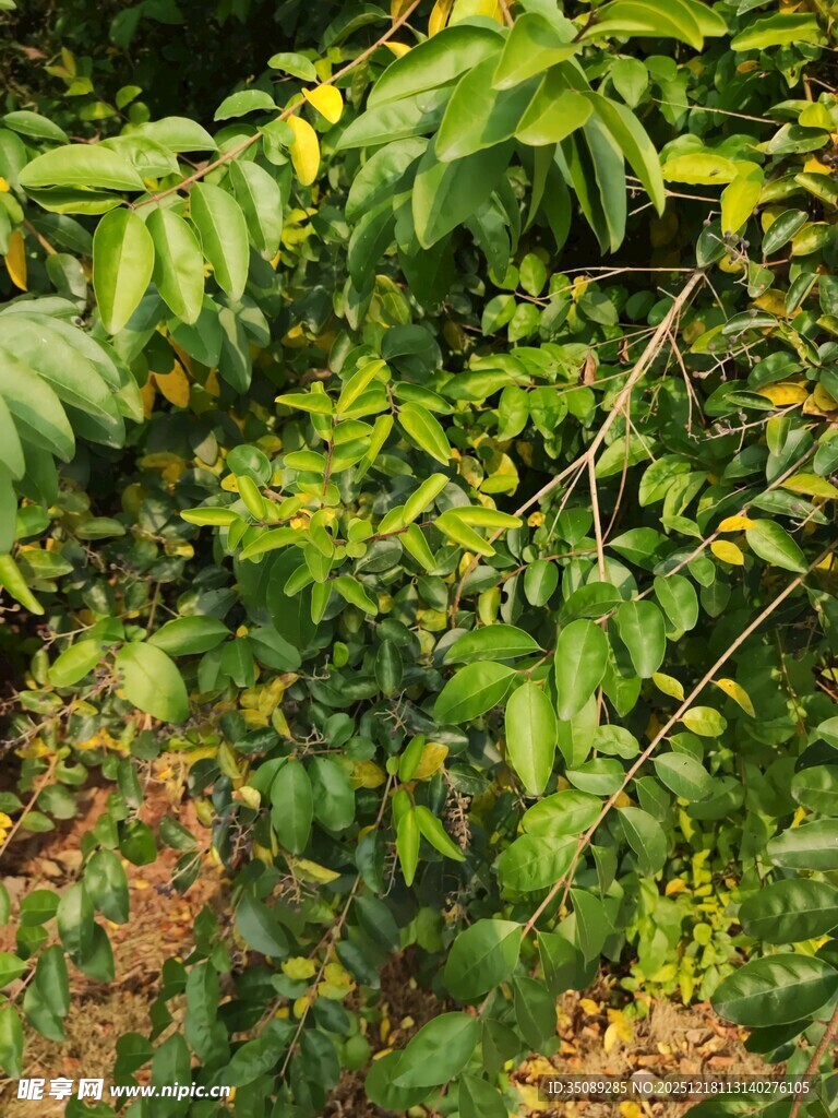 繁茂绿植展现自然生机