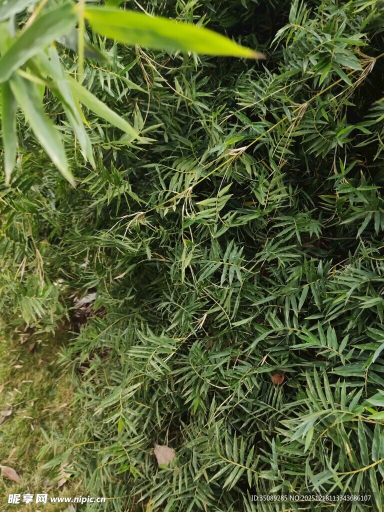 茂密绿植中的竹叶特写