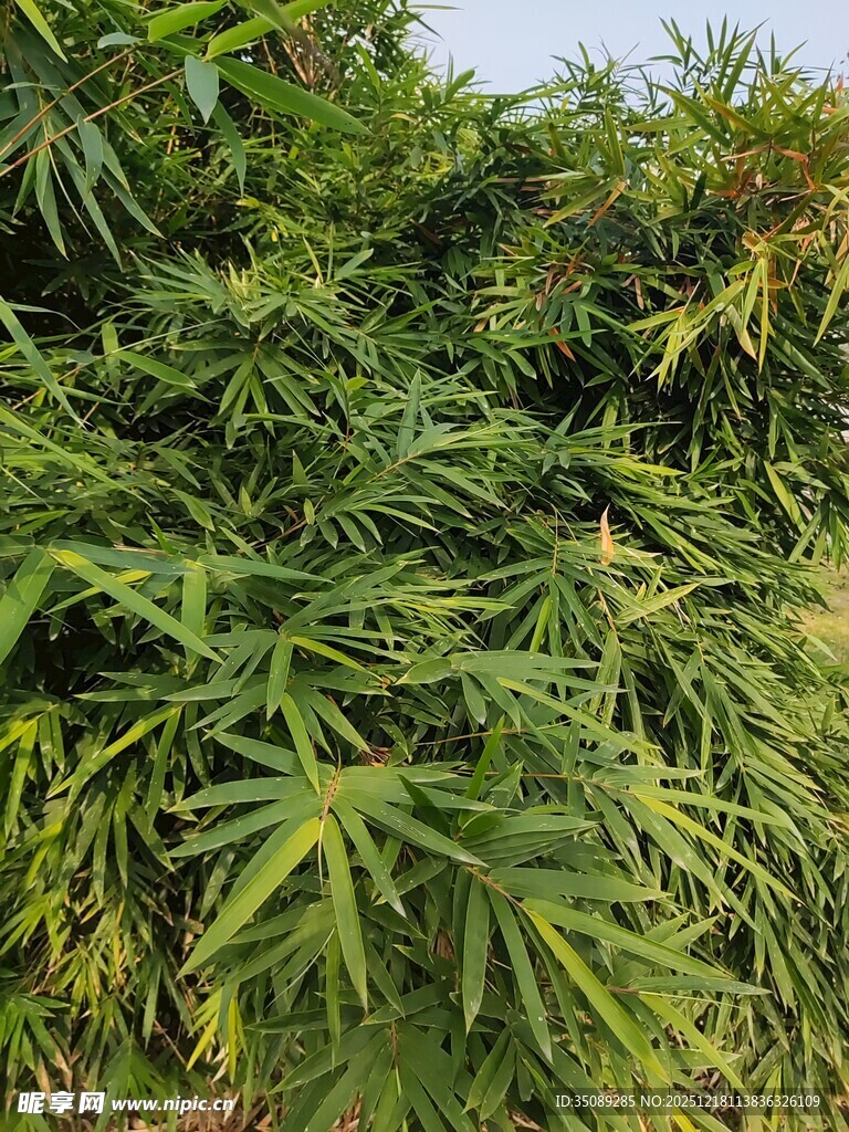 茂密绿植生机盎然的景象