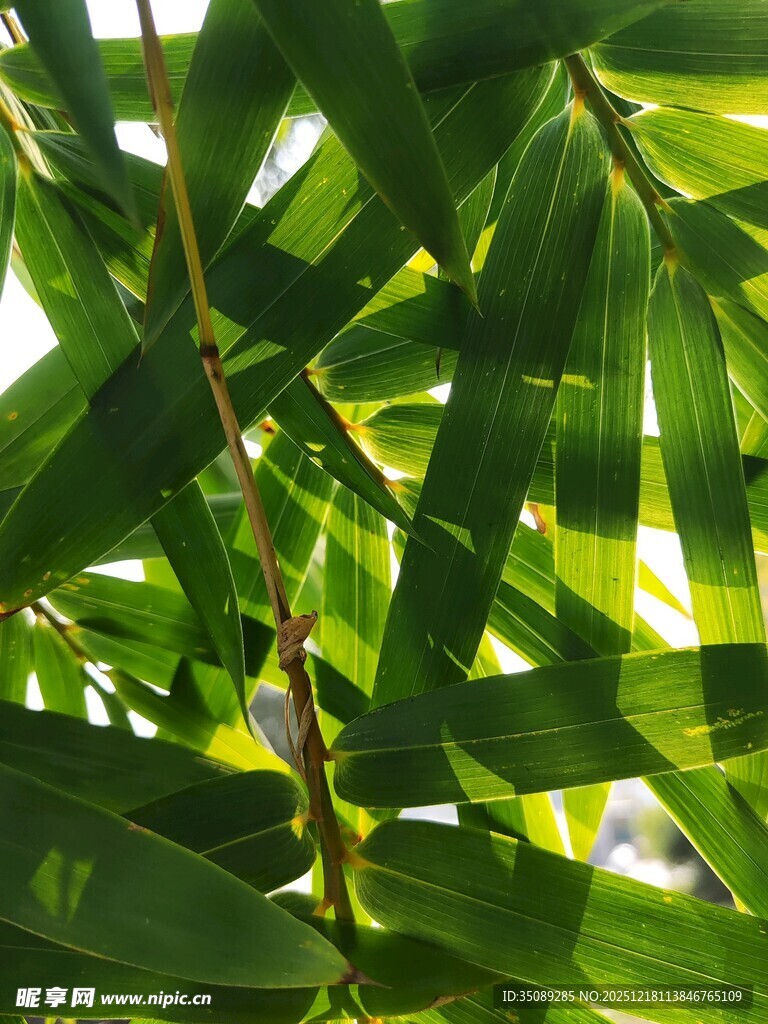 翠绿繁茂的热带植物叶片