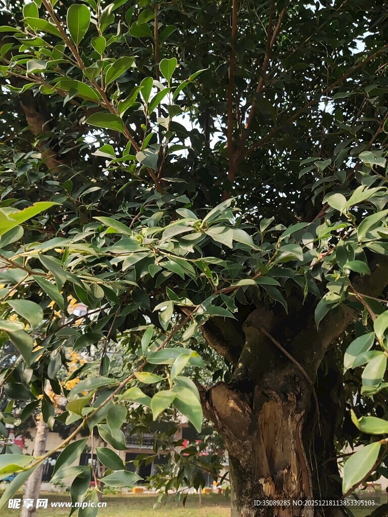 繁茂大树下的绿意景致