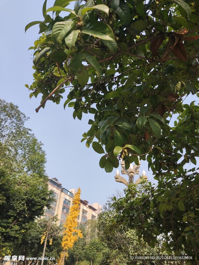 绿树掩映中的建筑一角