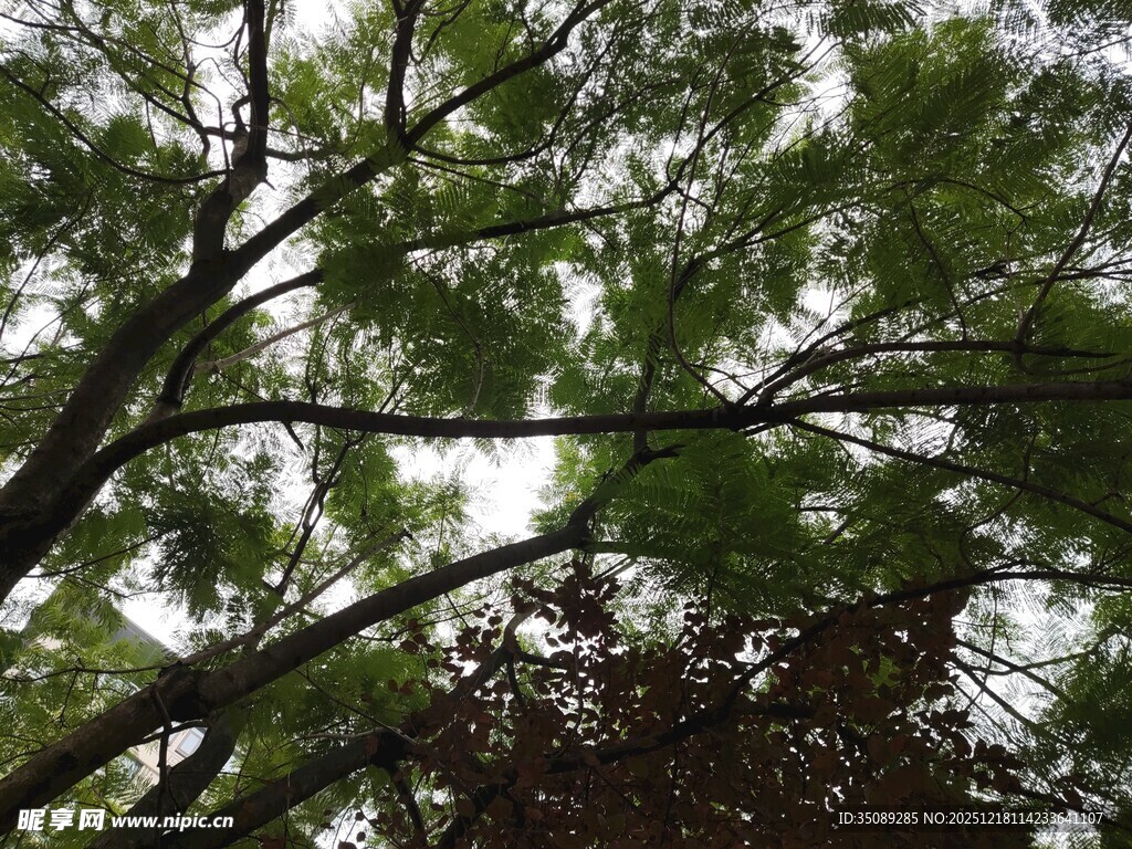 仰视繁茂树枝与绿叶