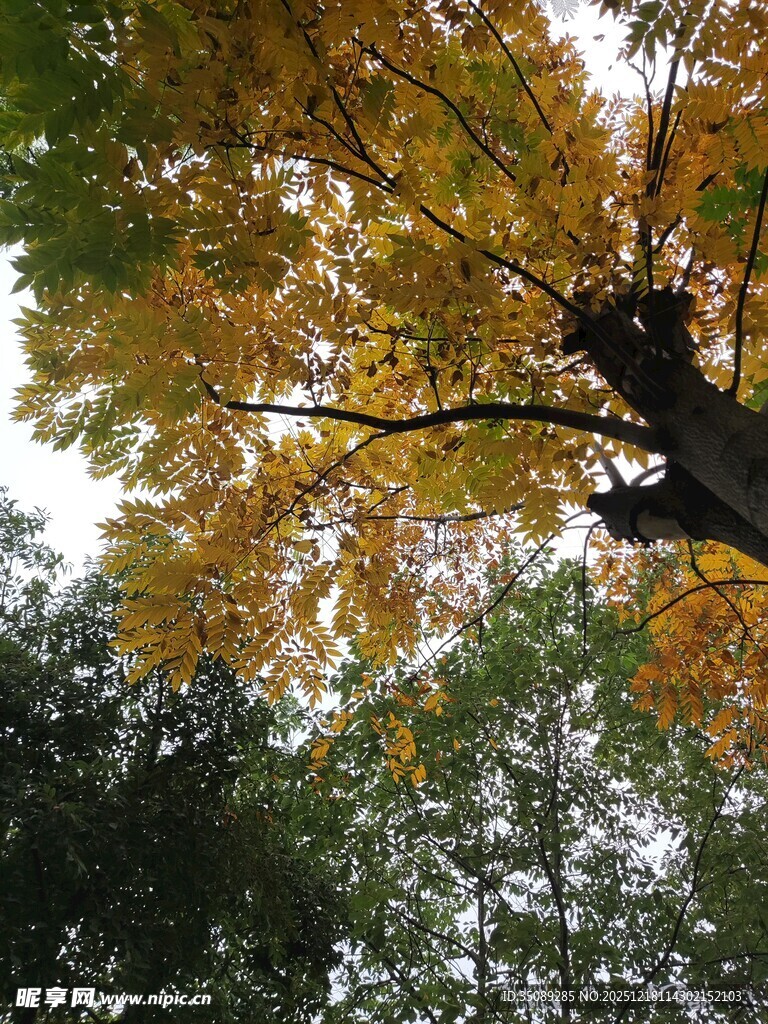 秋日树冠下的斑斓景致