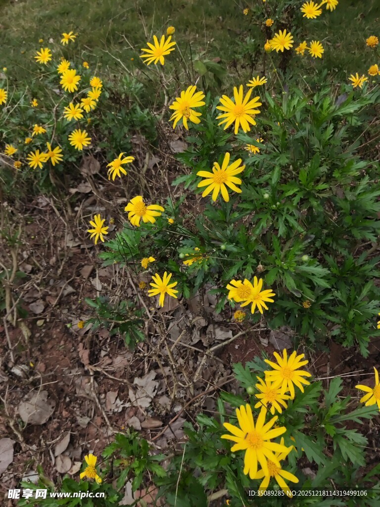 地面绽放的黄色小野花
