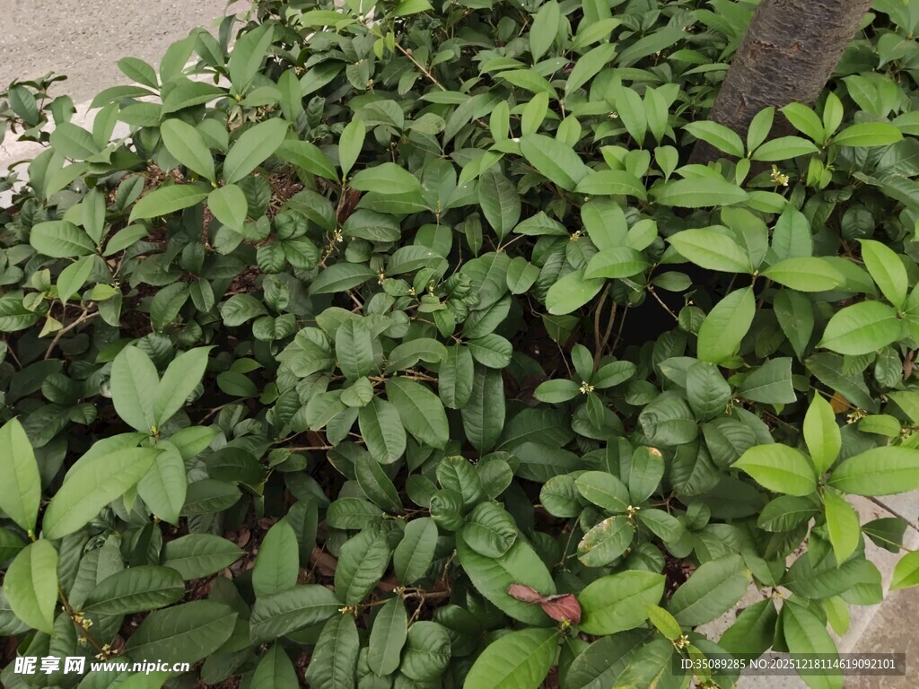 翠绿繁茂的丛生植物