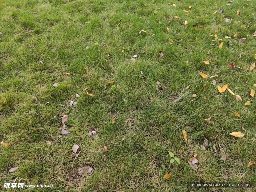 翠绿草地散落些许黄叶