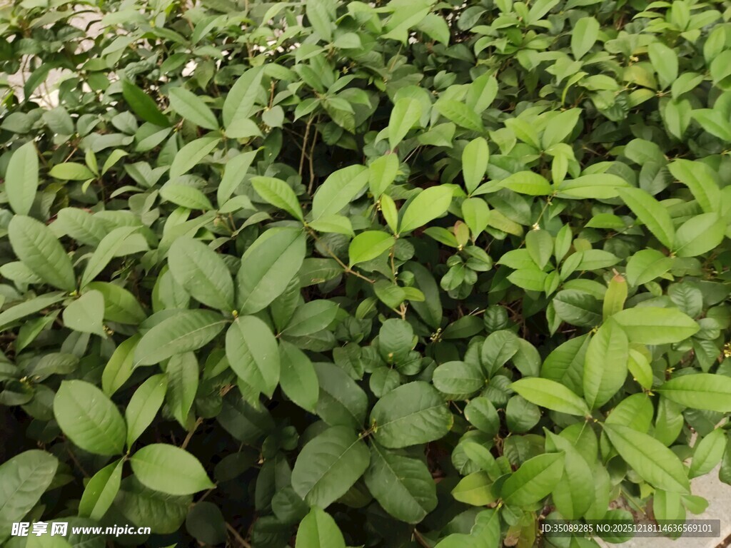 翠绿繁茂的植物景观