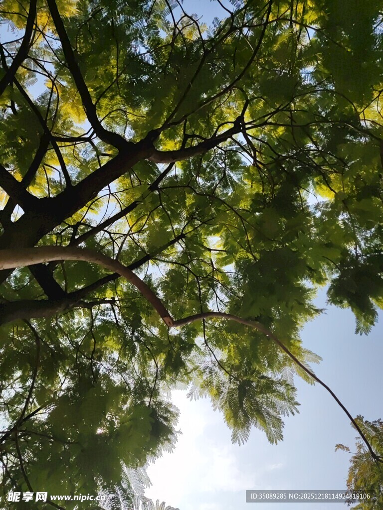 仰视繁茂枝叶蓝天景象
