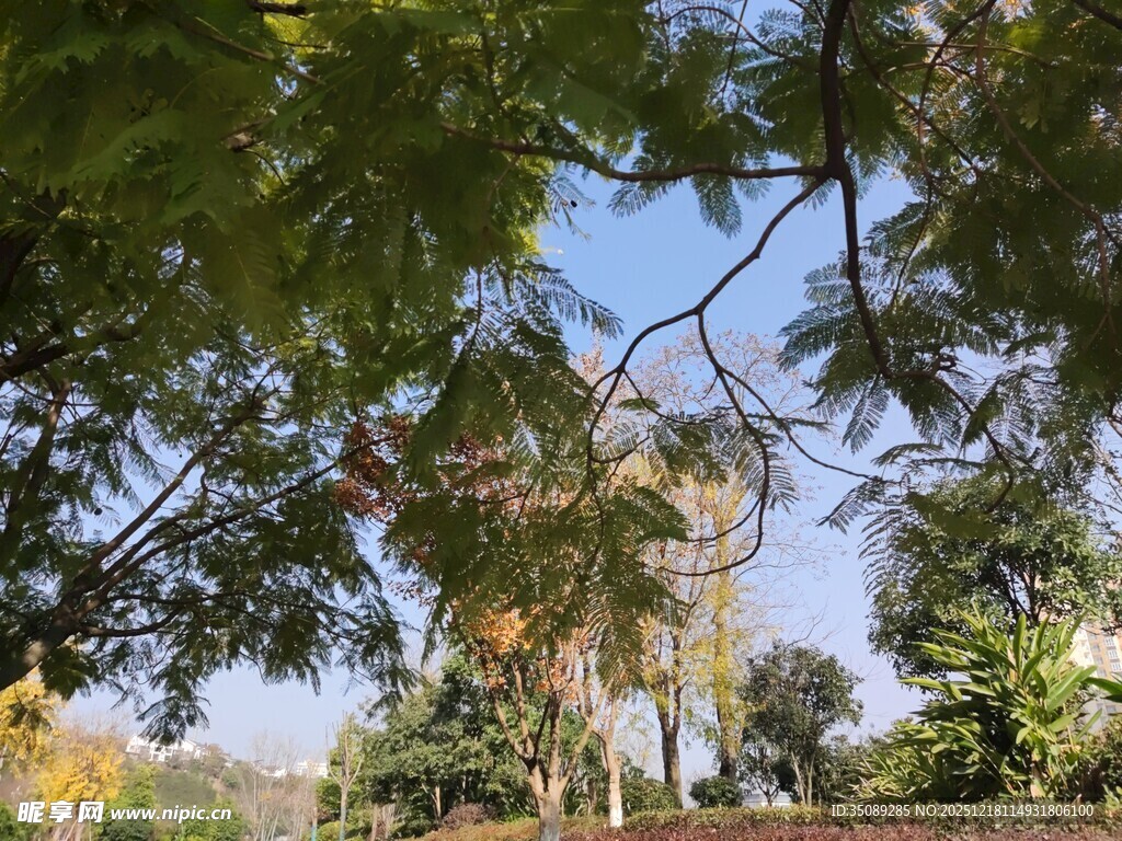 透过枝叶看蓝天与建筑