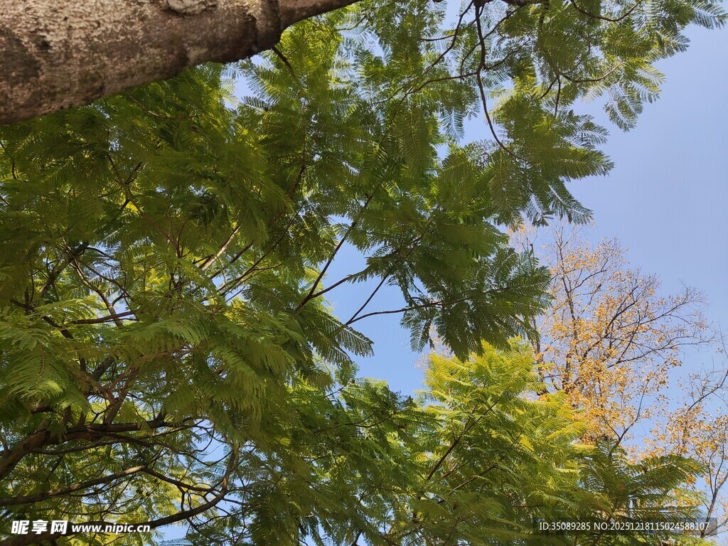 仰视繁茂绿树与蓝天