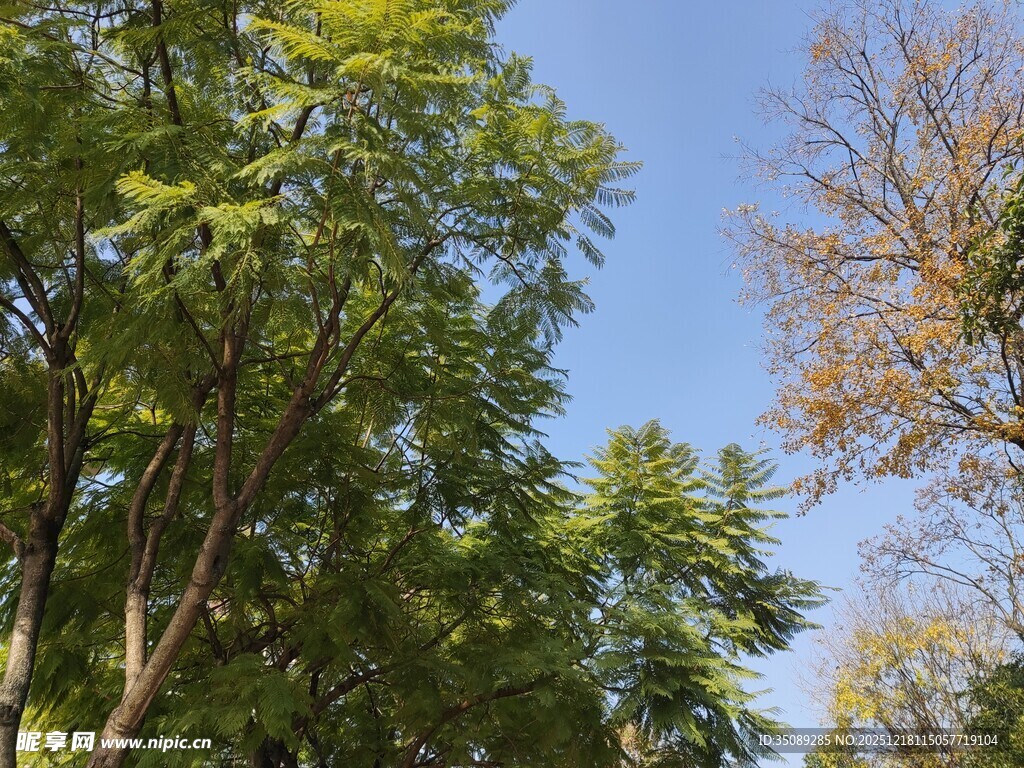 秋日林间蓝天绿树景致