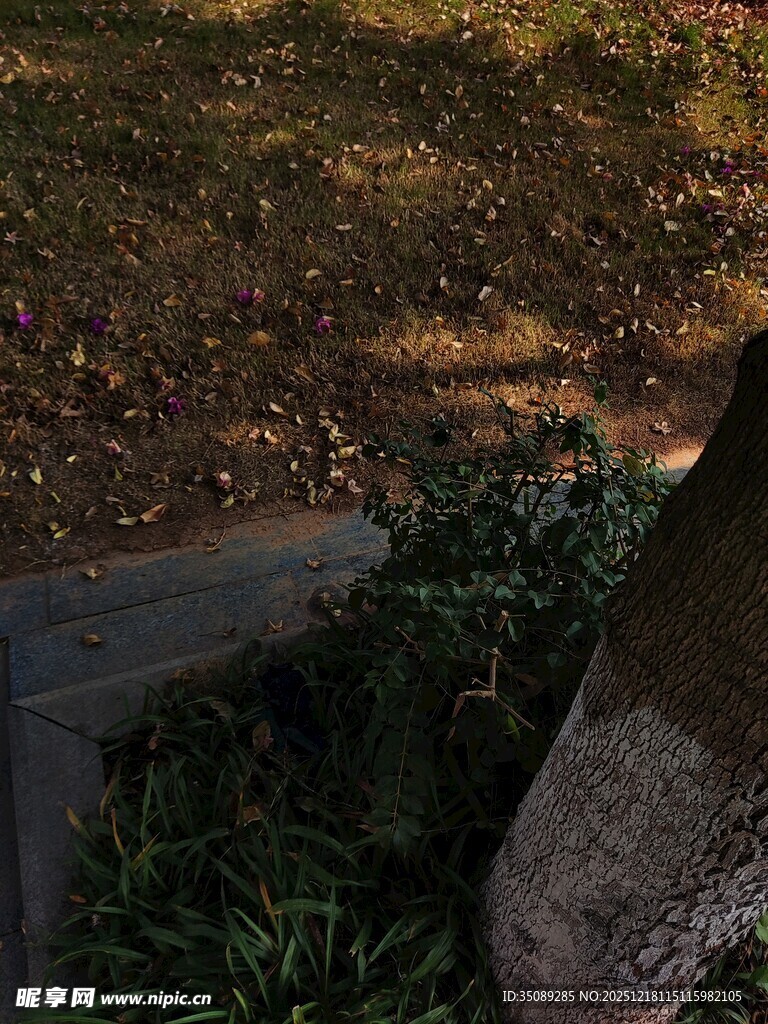 秋日树下的石凳与绿植