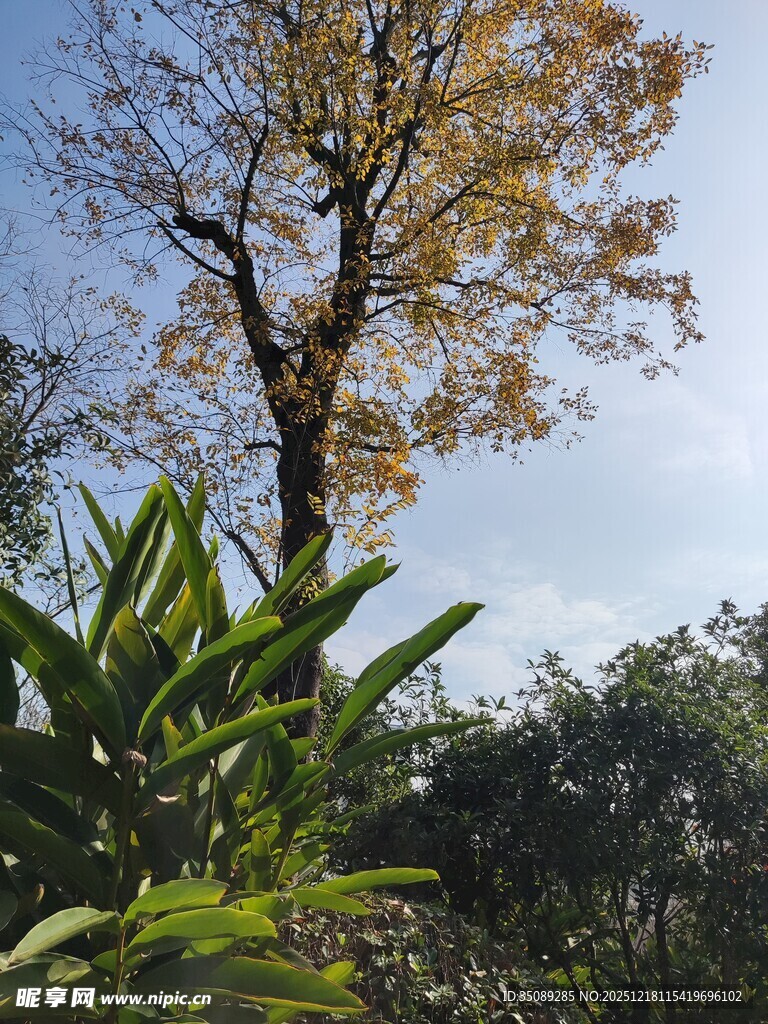 秋日树木与繁茂绿植