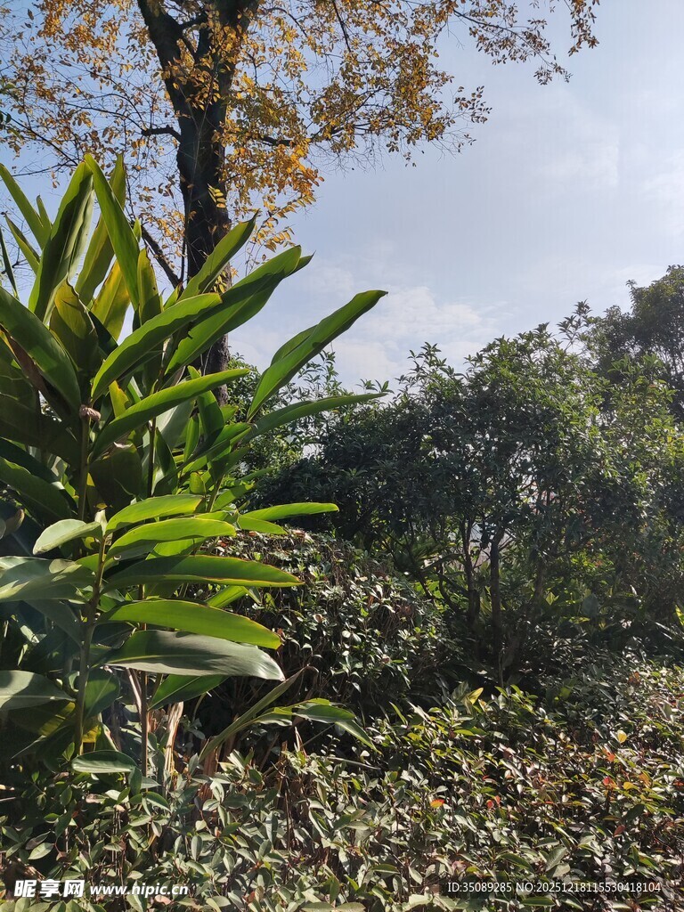 户外繁茂绿植景观