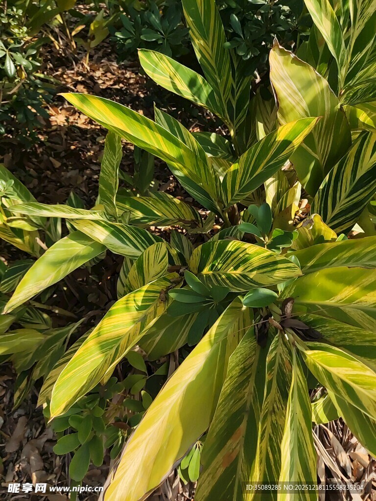 翠绿斑斓的热带观叶植物
