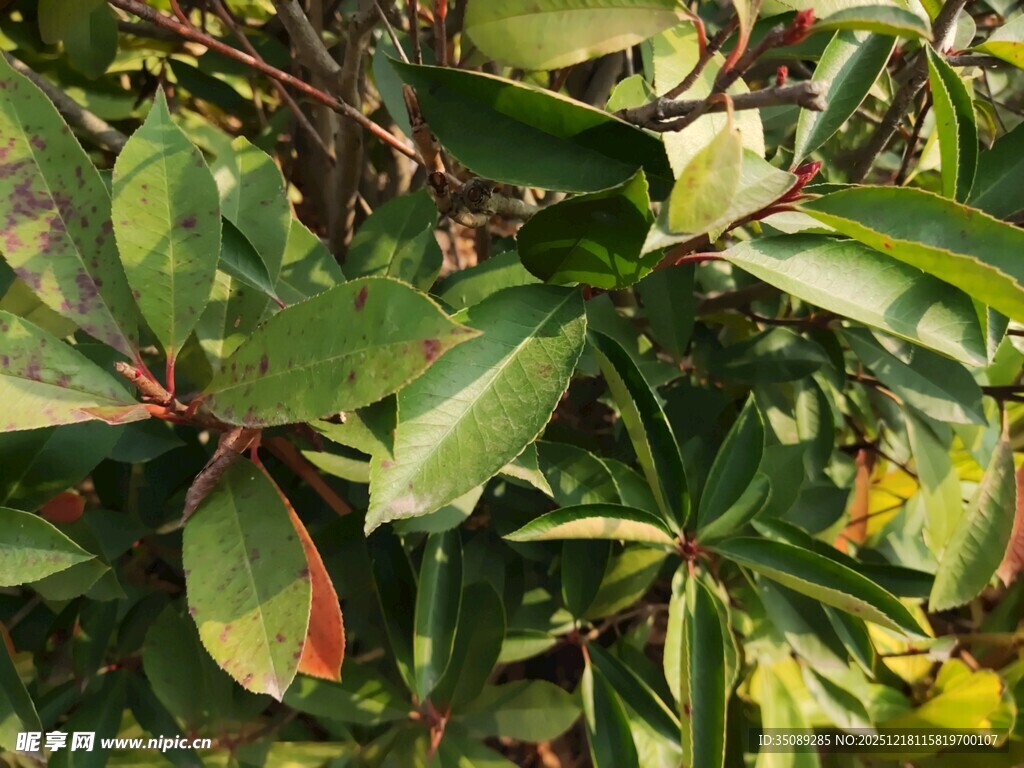 绿叶繁茂的植物景象