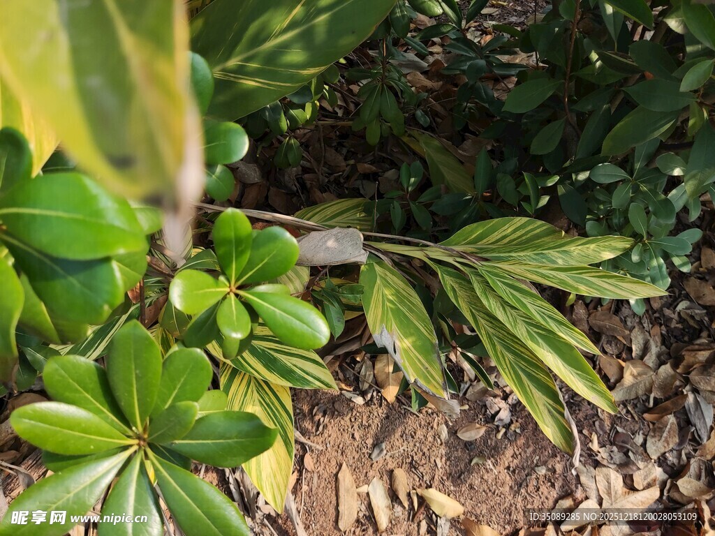 绿叶繁茂的地面植物景观