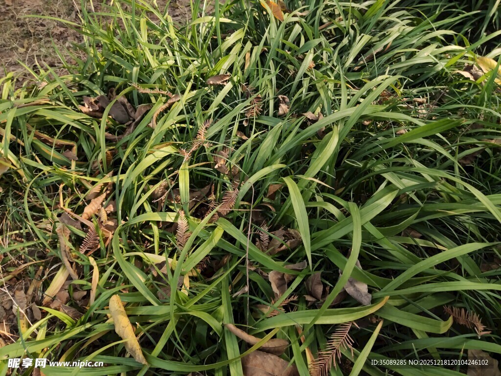 翠绿丛生植物景观