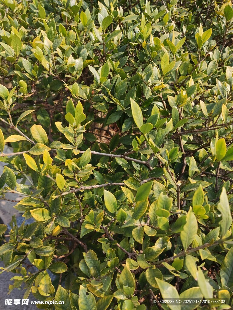 绿叶繁茂的植物景观