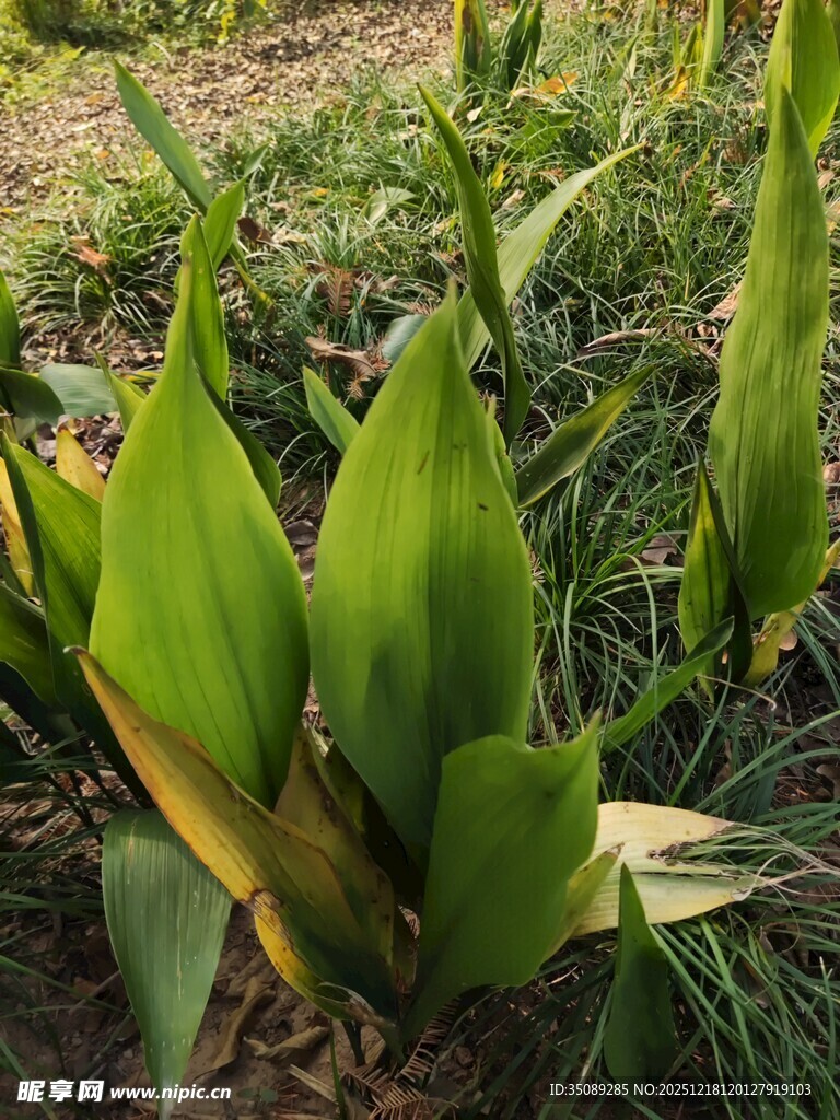 翠绿叶片的植物特写