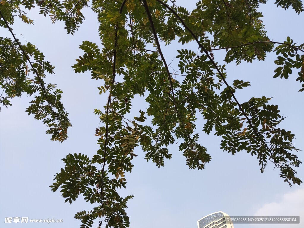 枝叶间的天空与高楼