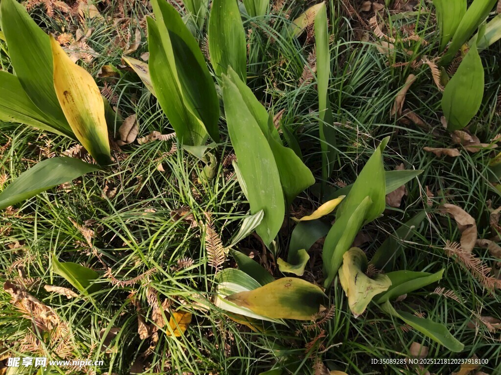 绿叶与草地中的生机景象