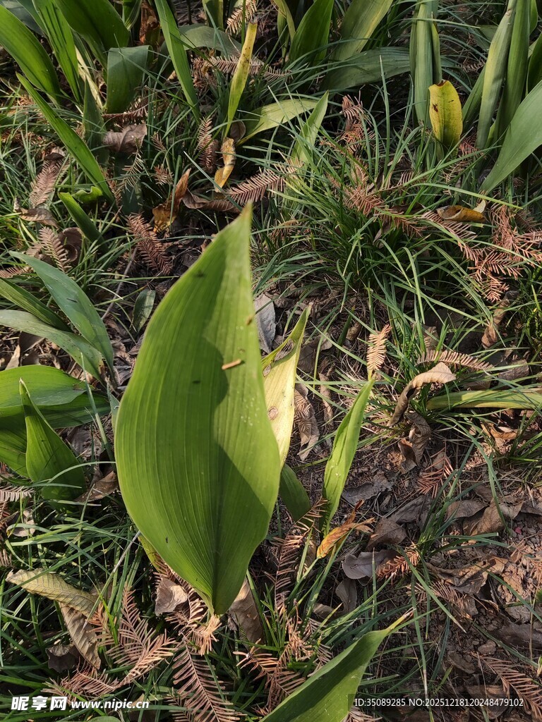 绿叶生机自然清新景象